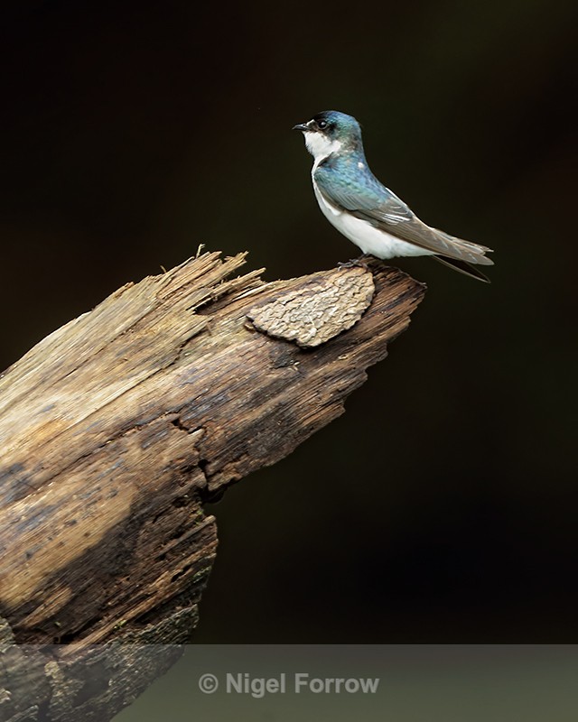 Mangrove Swallow, Sarapiqui River, Costa Rica - Mangrove Swallow