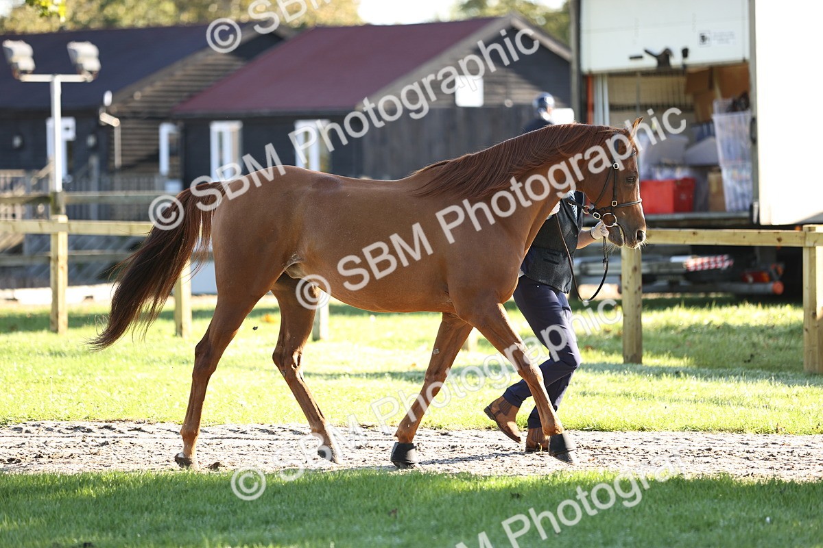 SBM_15710 - S1 - TSR in Hand Horse & Pony Showing