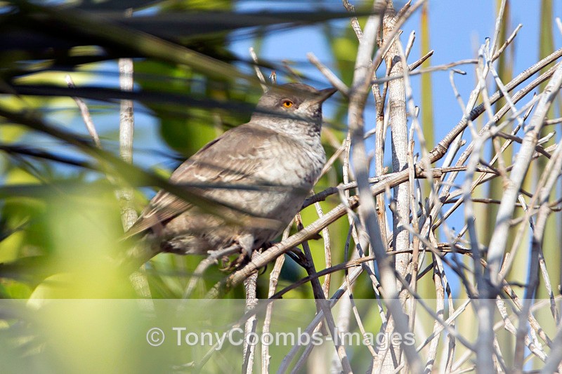 Barred Warbler - Turkey
