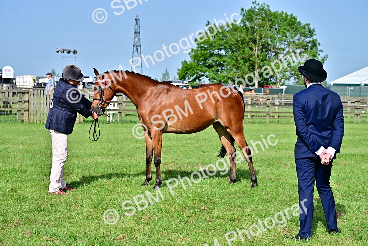 SBM_00967 - Class 46-49 - Arab and Part Bed-Anglo Arab In Hand