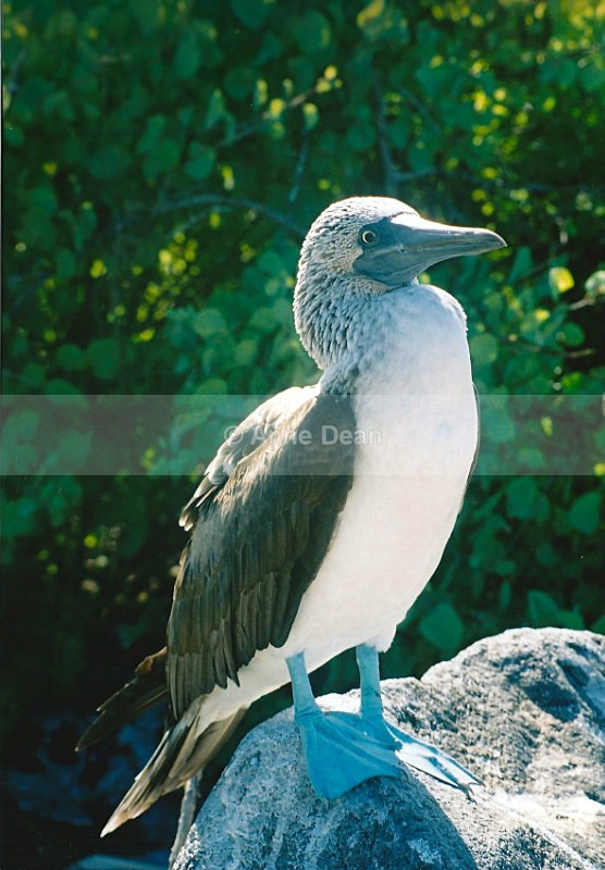 Yep, these feet really are that blue... - Wildlife from the Galapagos Islands