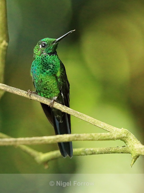 Male Green-crowned Brilliant perched, Costa Rica - Green-crowned Brilliant
