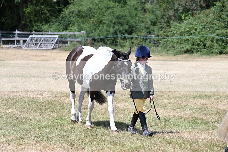 WJ7_2212 - Class 5 Most Handsome Gelding (up to 14.2hh) in hand