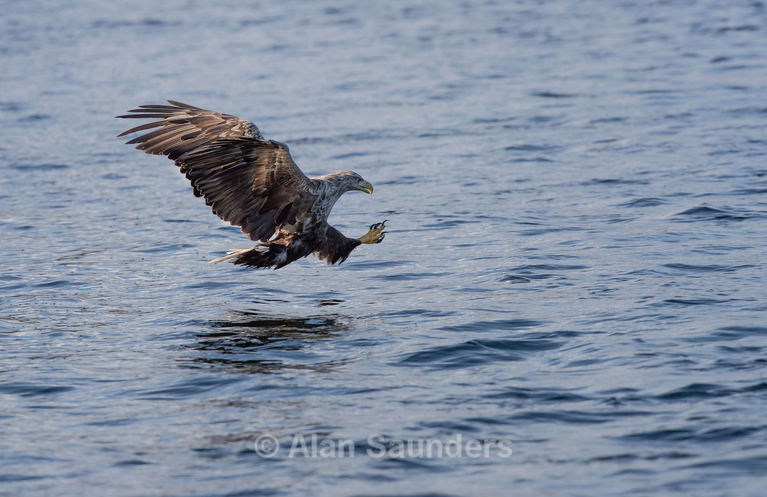 White Tailed Eagle 43