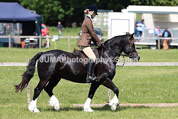 IMG_3683 - Working Hunter