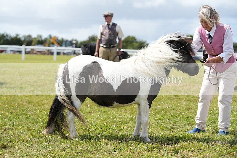 DSC06941 - Class 60: Coloured Pony 4yrs & over