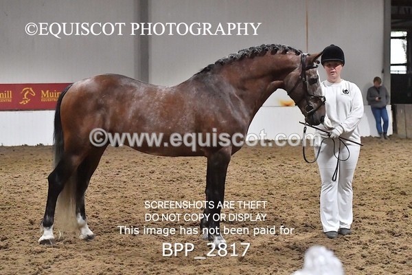 BPP_2817 - LOOSE JUMPING / SPSS
