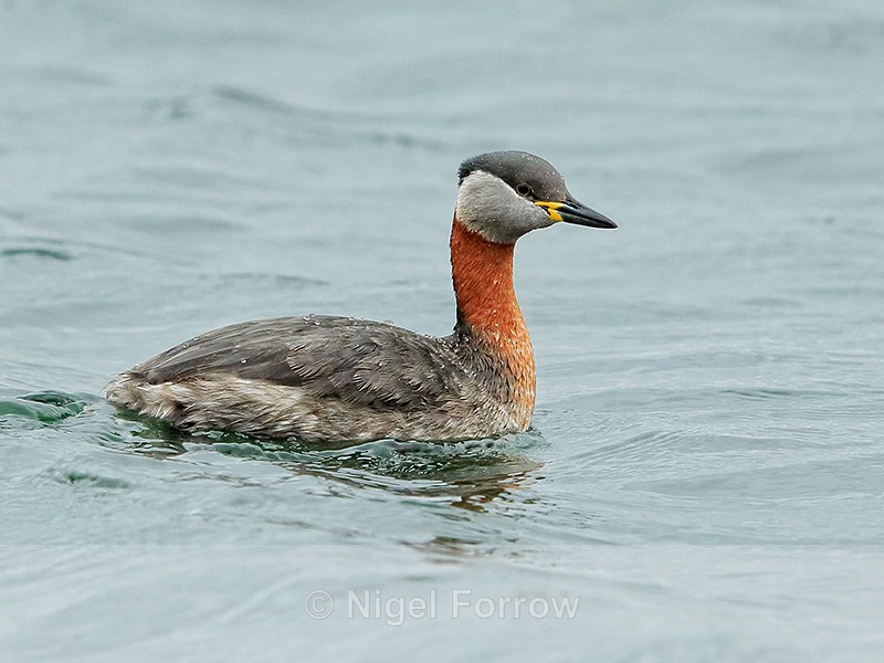 Red-necked Grebe, Farmoor Reservoir - Red-necked Grebe