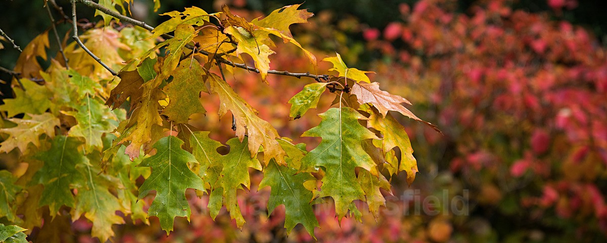  - Autumn