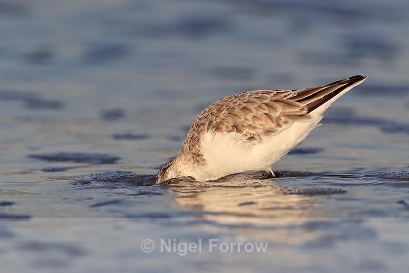 Sanderling foraging with head under water, Fort De Soto, Florida - Sanderling