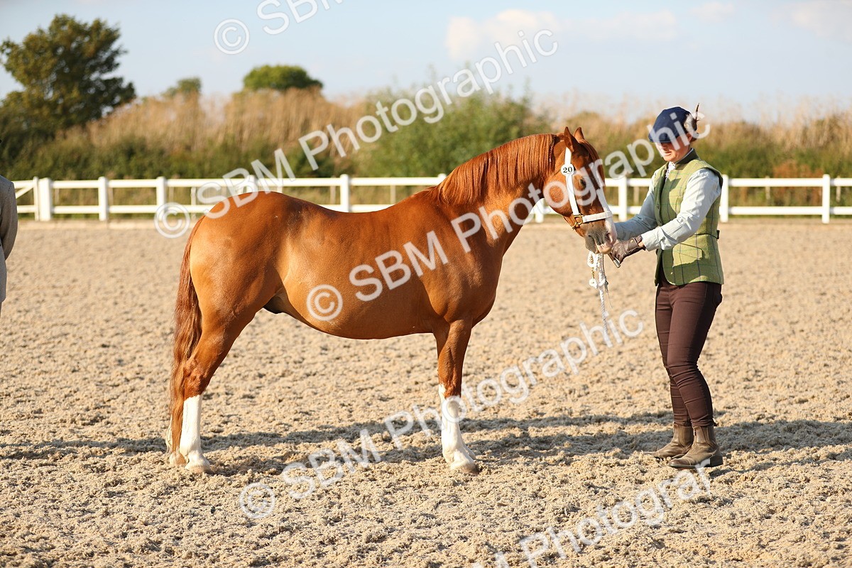 SBM_09008 - Class 29 IH Veteran Pony