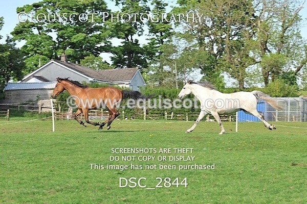 DSC_2844 - ARCHIVE REQUEST - Quincy and Guinness