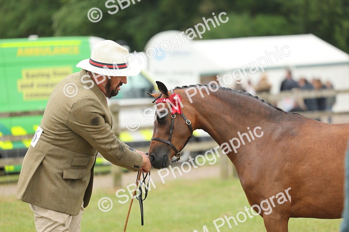 SBM_05405 - Class 68-73 - Riding Pony Breeding