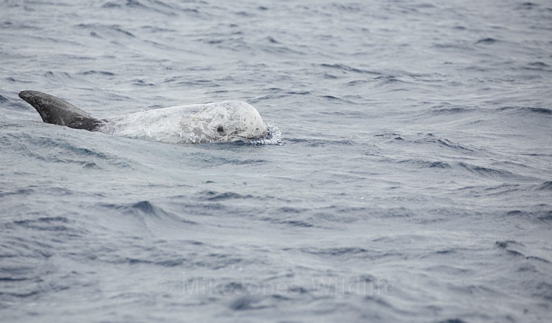 Risso's Dolphin, Pico Island, Azores - Dolphins, Whales & Orcas. Scotland, Iceland, Azores & Madeira