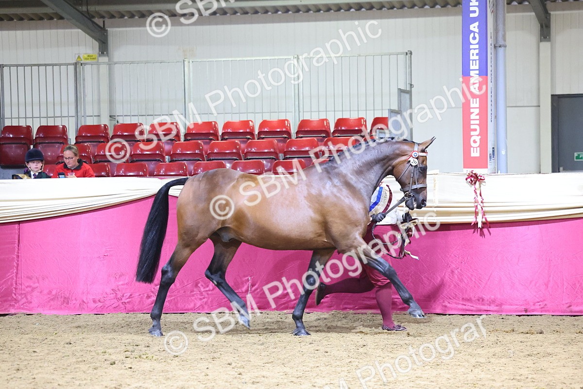 SBM_18824 - Class E IH Horse Champ