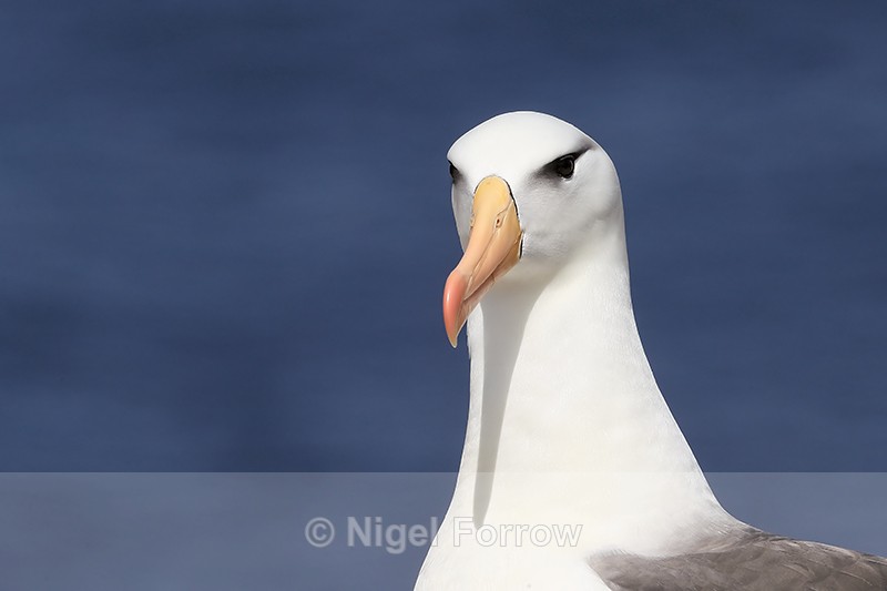 Black-browed Albatross blue sea background, West Point Island - Black-browed Albatross
