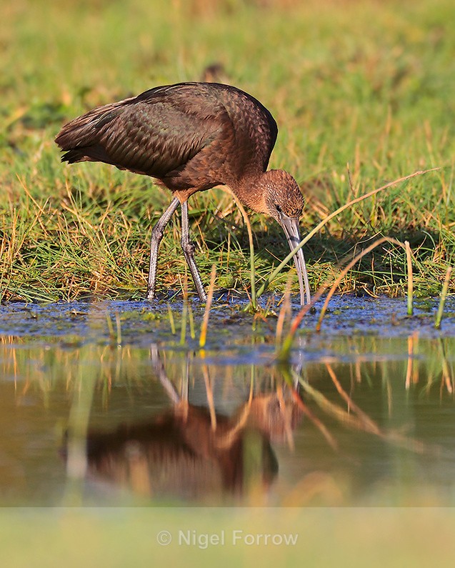 Glossy Ibis feeding - Glossy Ibis