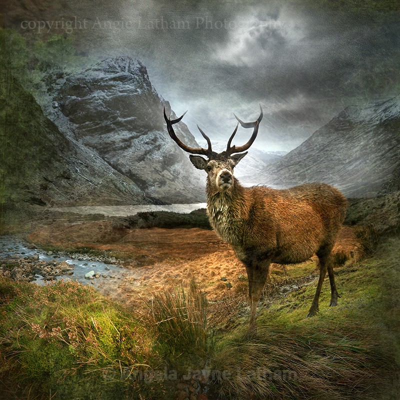 Monarch of the Glen , Glencoe - Spirit of the Highlands