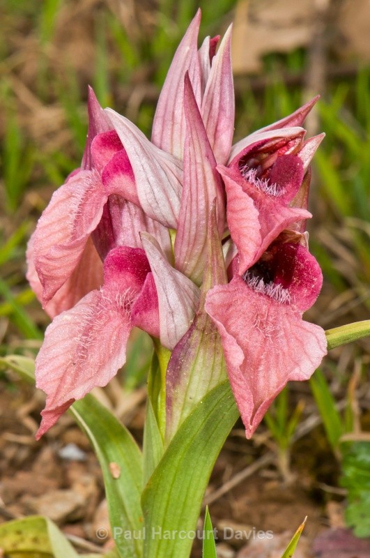Scarce Serapias (Serapias neglecta) - Orchids - Serapias