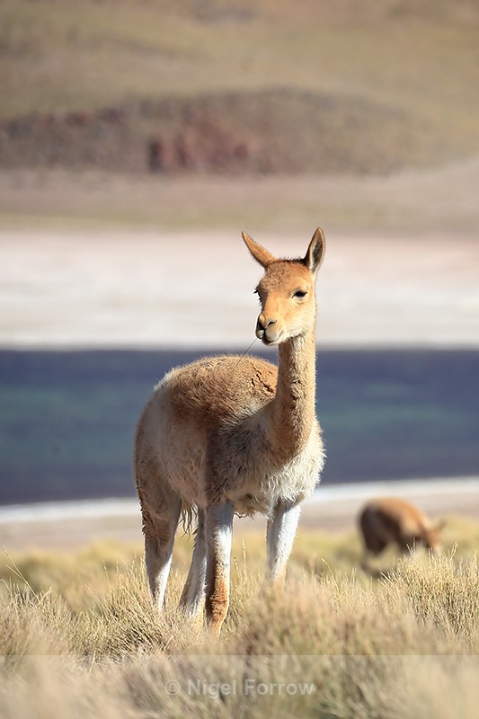 Vicuna (adult) above Lake Miscanti, Chile - Vicuna