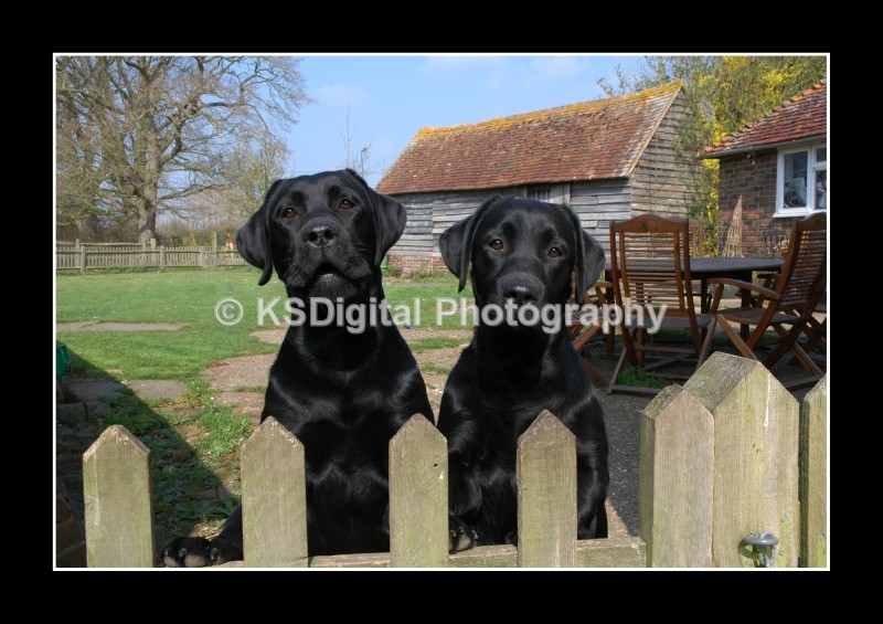  - Dogs