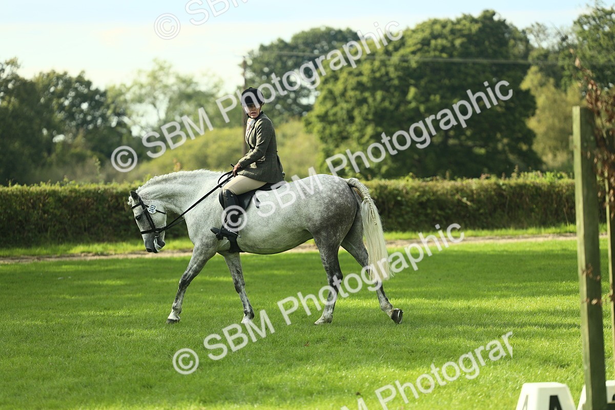 SBM_50650 - S33 - Working Hunter & Working Show Horse