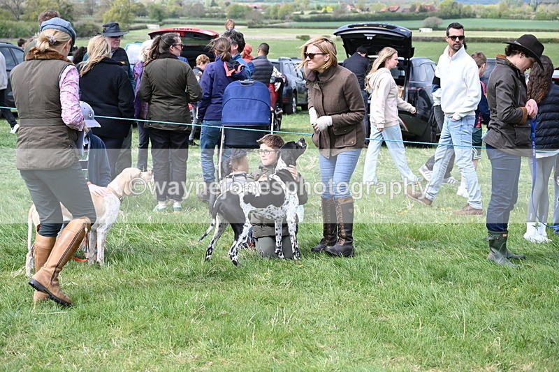 WJ6_8725 - Class 8 Best Working / Gun Dog or Bitch