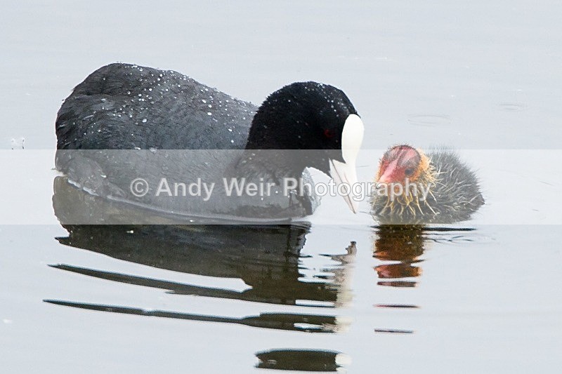 20120520-_MG_9999 - Rails & Coots