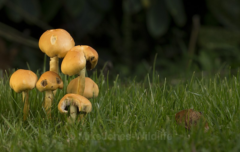 Fungi at Cholmondeley Castle, Cheshire - FUNGI (MUSHROOM) IMAGES