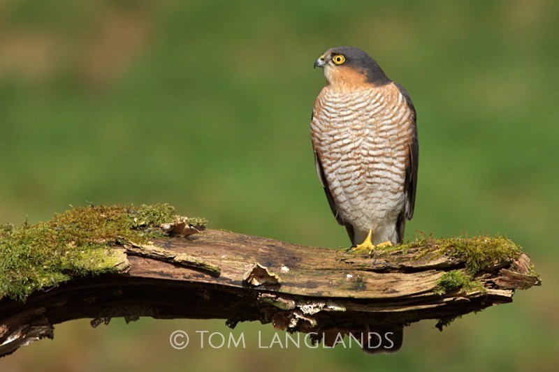 Sparrowhawk - Birds of Prey