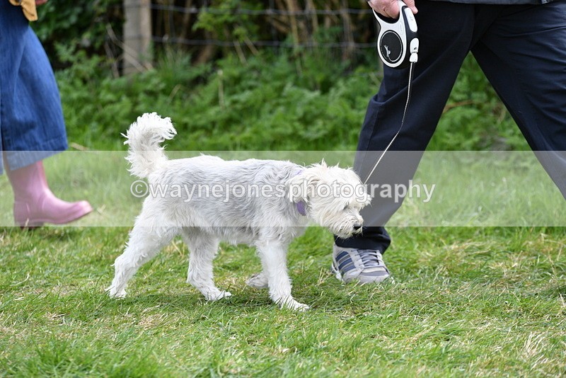 WJ5_9919 - Class 5 Best Veteran / 7 years & over