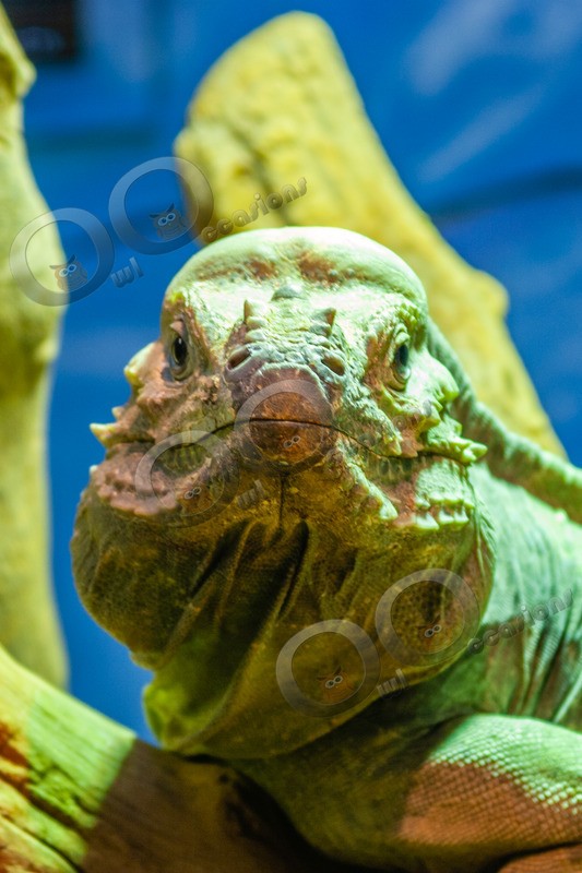 Iguana_4519 - Pet Photography