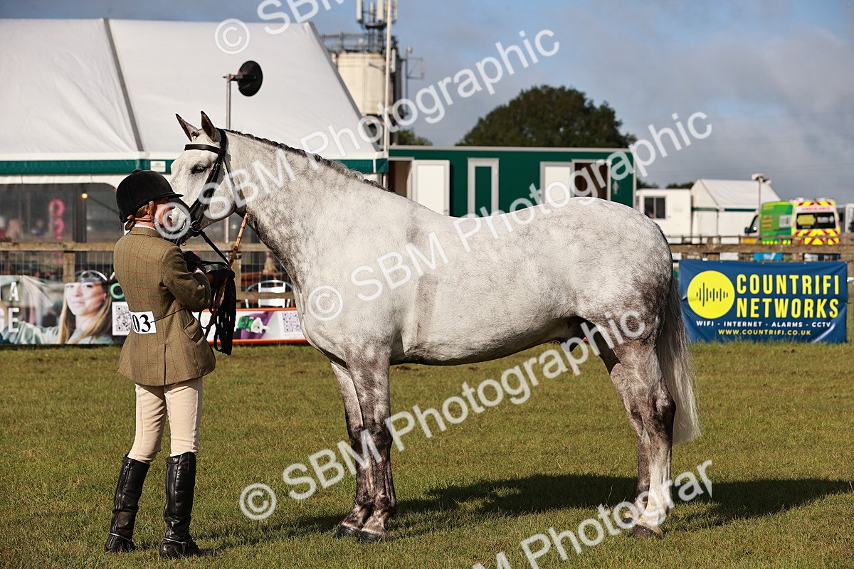 SBM_10813 - Class 81-84 - RIHS Ridden hunters Inc Ladies Hunter