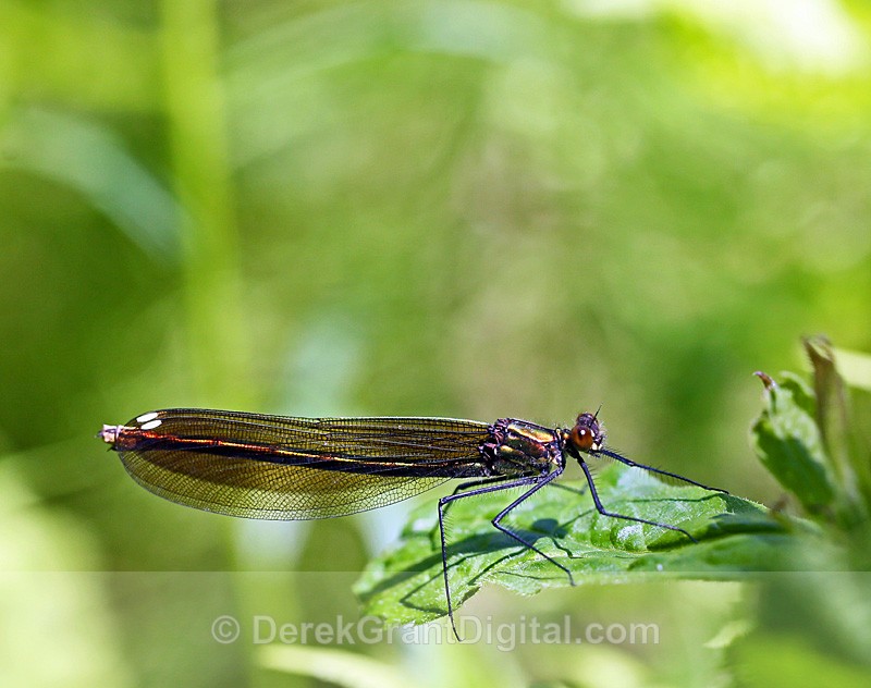 Superb Jewelwing (female) - Dragonflies of Atlantic Canada