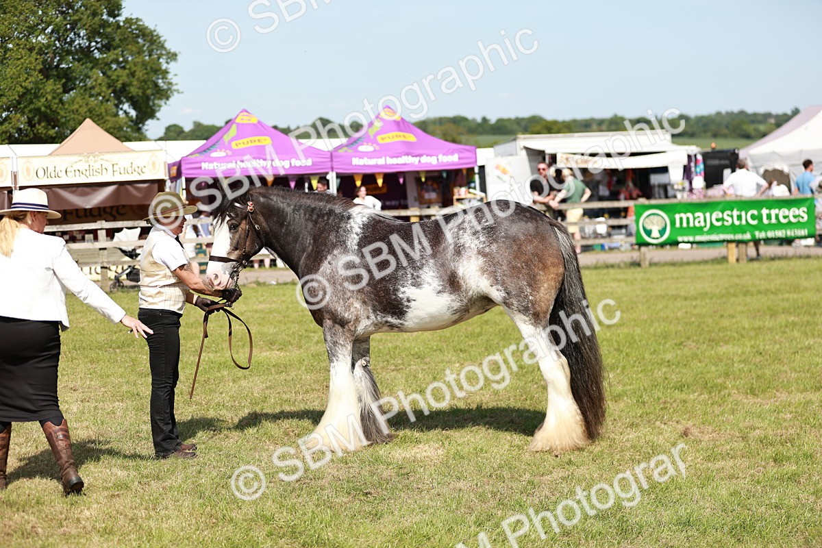 SBM_08796 - Class 63-65 - Traditional Gypsy Cobs In Hand & Ridden