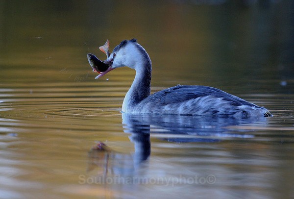 Grebe And Perch - Wildlife Wildlife