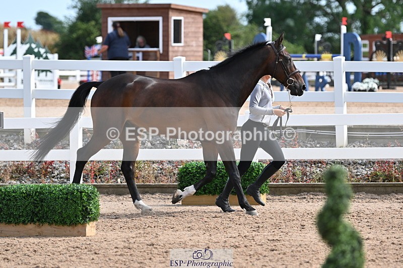 240717A-161458-03379 - Trot Up 4pm to 5pm