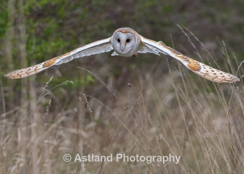 Astland Photography, Bird and Wildlife Images, Susan and Peter Wilson, U.K.