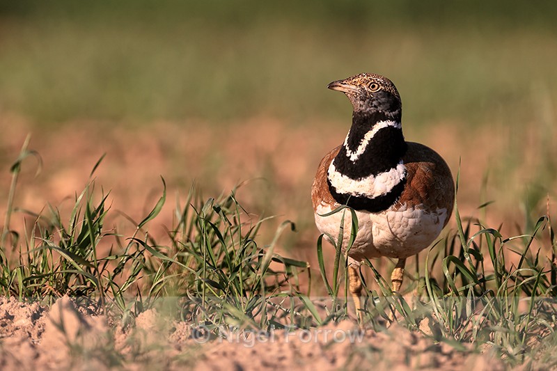Little Bustard front view, Montgai, Catalonia, Spain - Little Bustard