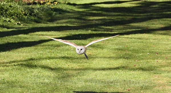 Barn Owl - BIRDS