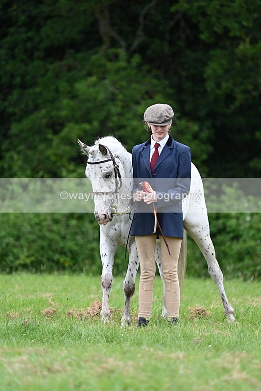 WJ7_4562 - Class 14B Prettiest Mare