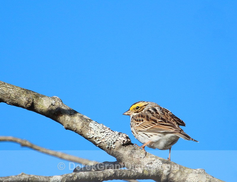 Savannah Sparrow - Birds of Atlantic Canada