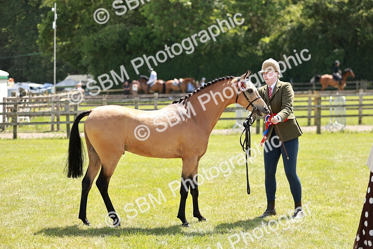 SBM_05588 - Class 41-45 - Riding Pony-Hunter Pony Breeding