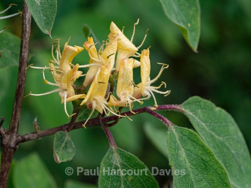 Fly honeysuckle ( Lonicera xylosteum) - Wild Flowers