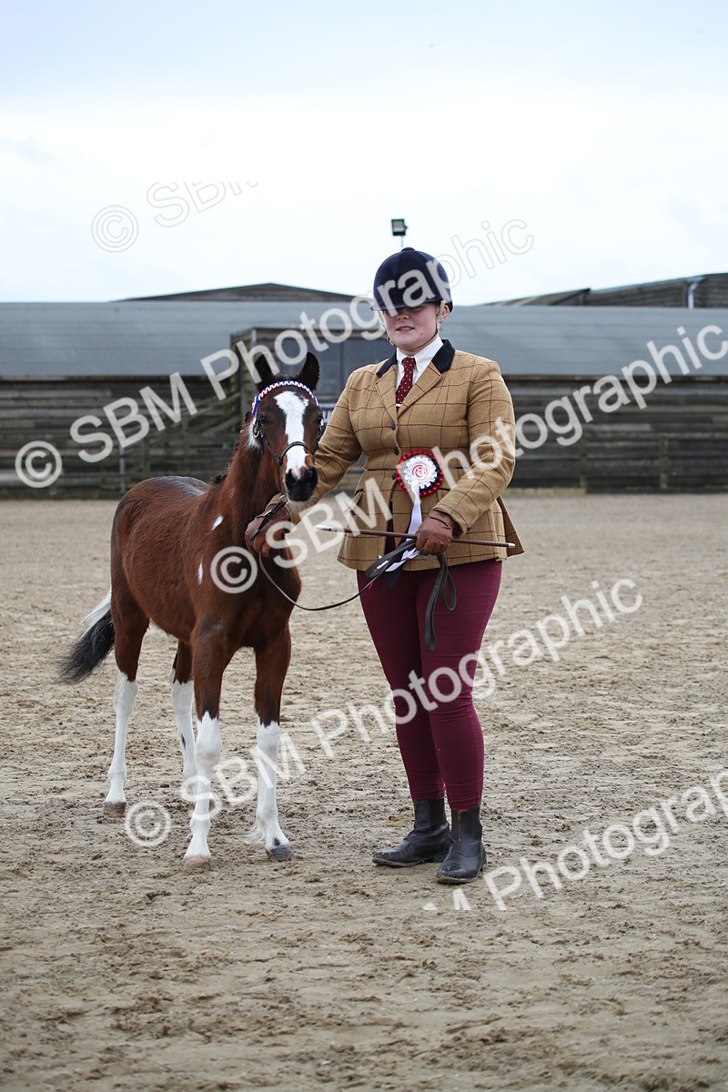 SBM_004584 - Class 5-9 - NPS In Hand-Show Hunter-Intermediate Ridden Inc Ridden Championship