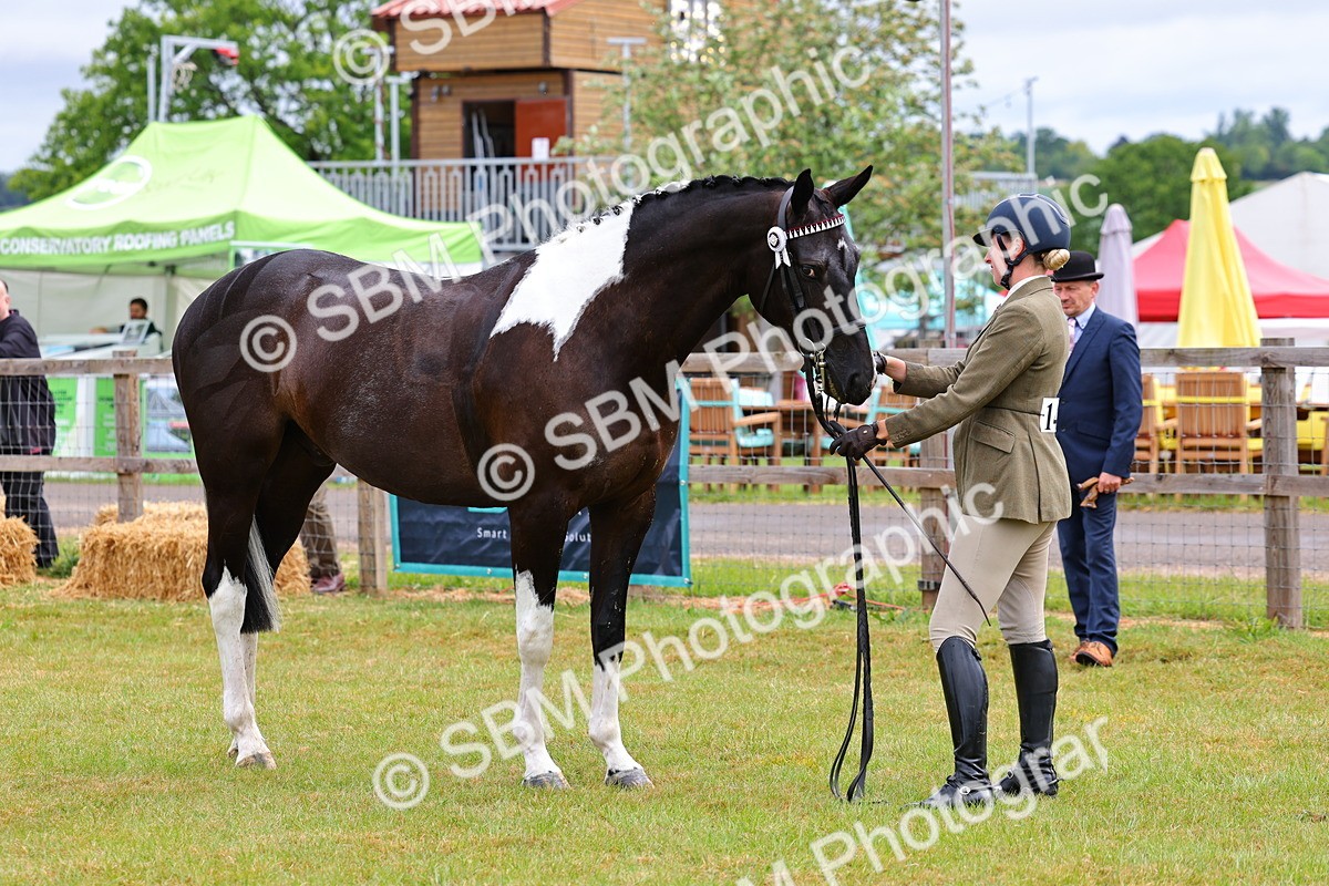 SBM_02539 - Class 9-11 Side Saddle including LIHS Rising Star Ladies Show Horse