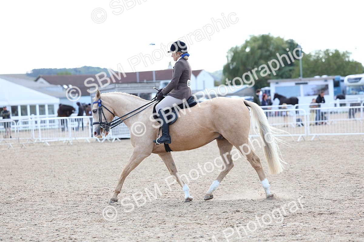 SBM_11229 - Class 306 - Ridden Foreign Breeds - Part Bred
