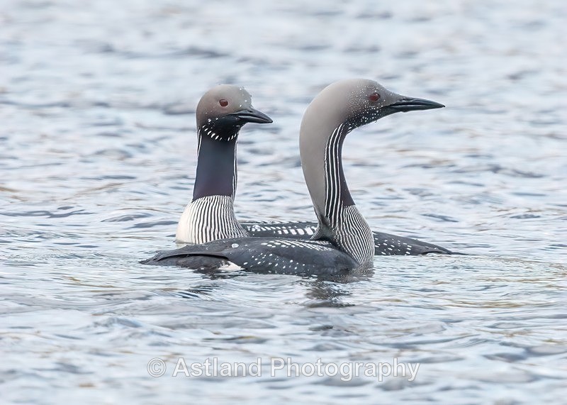 Black-throated Diver - Latest Images