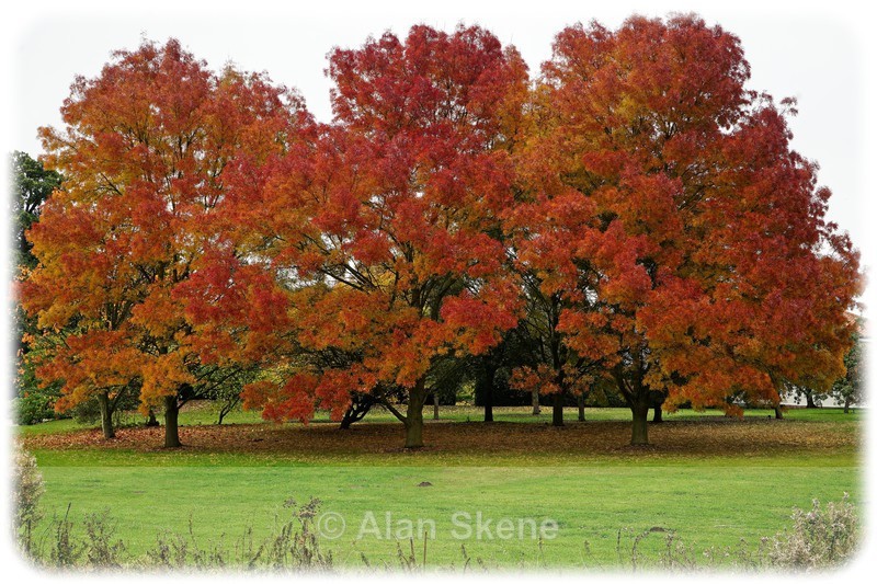 DSC01854 - Autumn