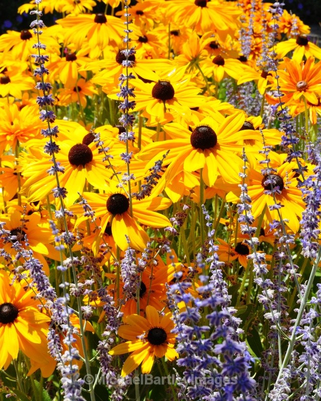 Purple With Yellow Flowers - Flora and Fauna